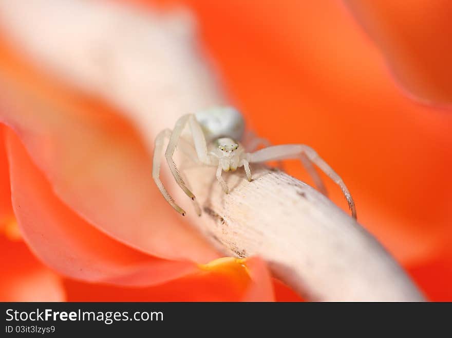 Thomisus white spider