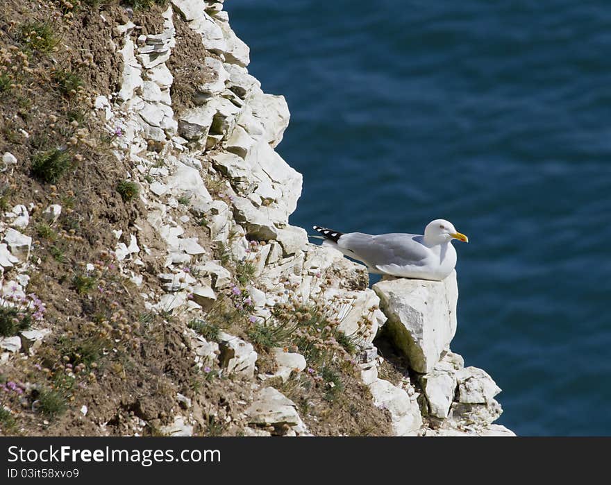 Herring Gull