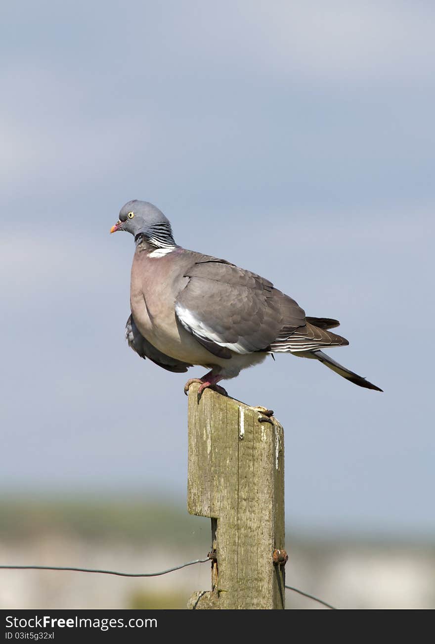 Woodpigeon ( Columba oenas ) Perched on a fence post