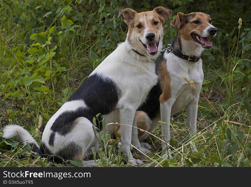 A pair of mongrels, dogs sitting on the grass