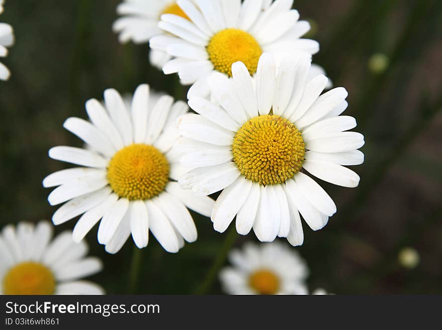 Camomile