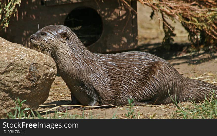 Small-clawed Otter 2