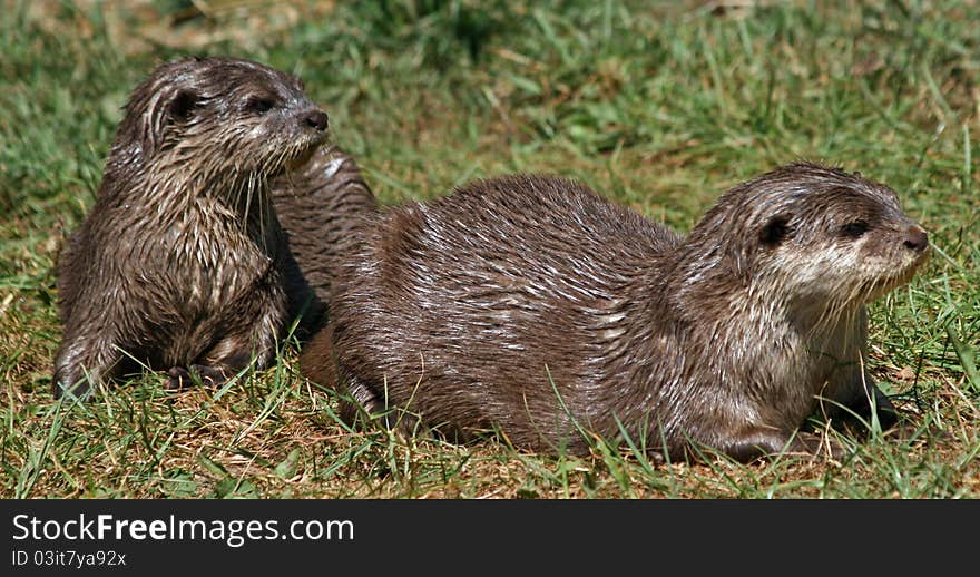 Small-clawed Otter 8