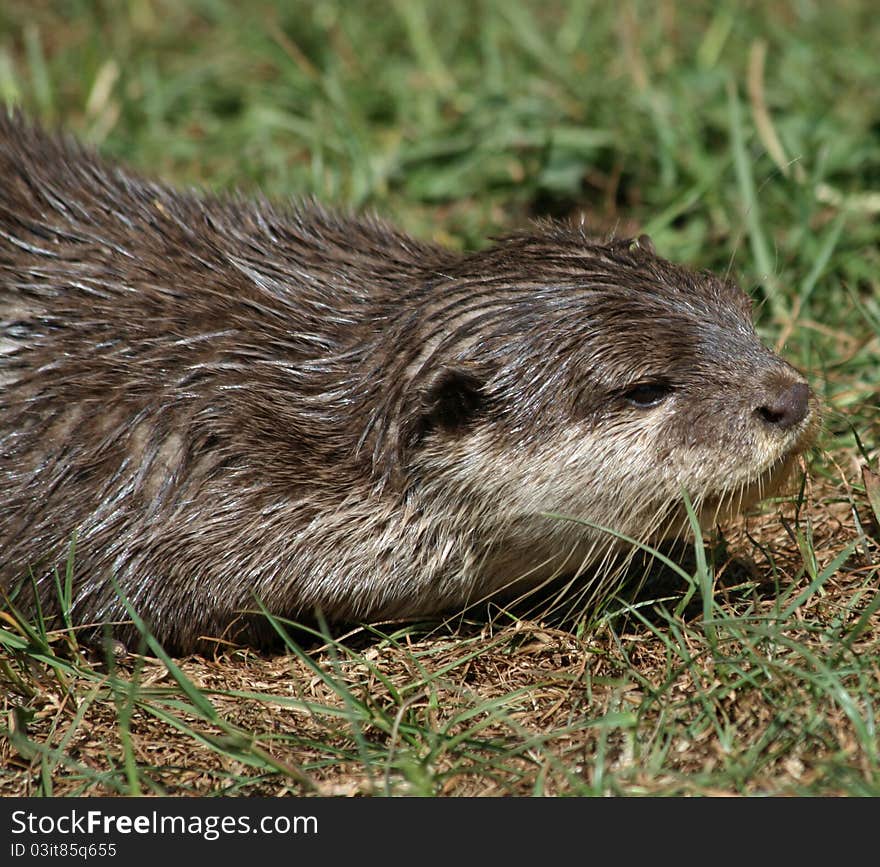 Small-clawed Otter 9