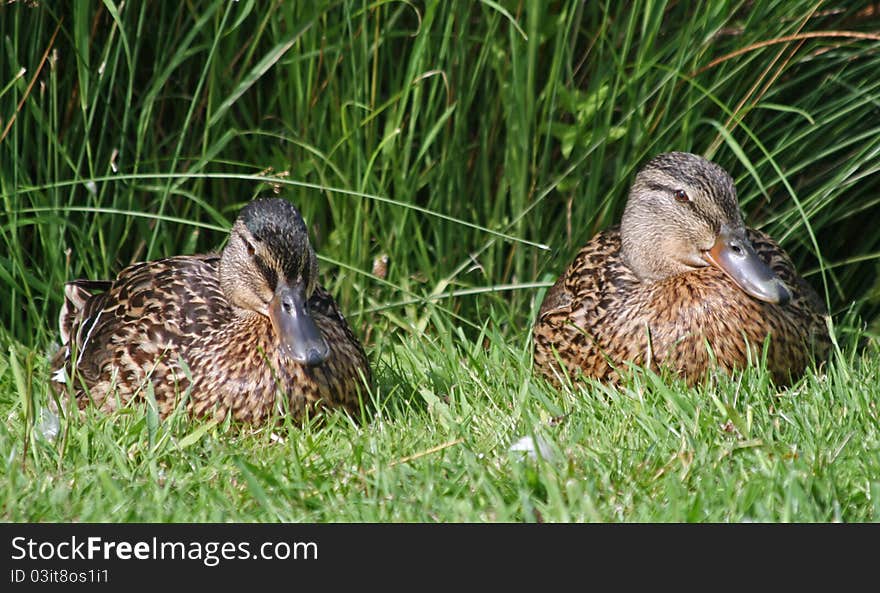 Female Mallard Ducks