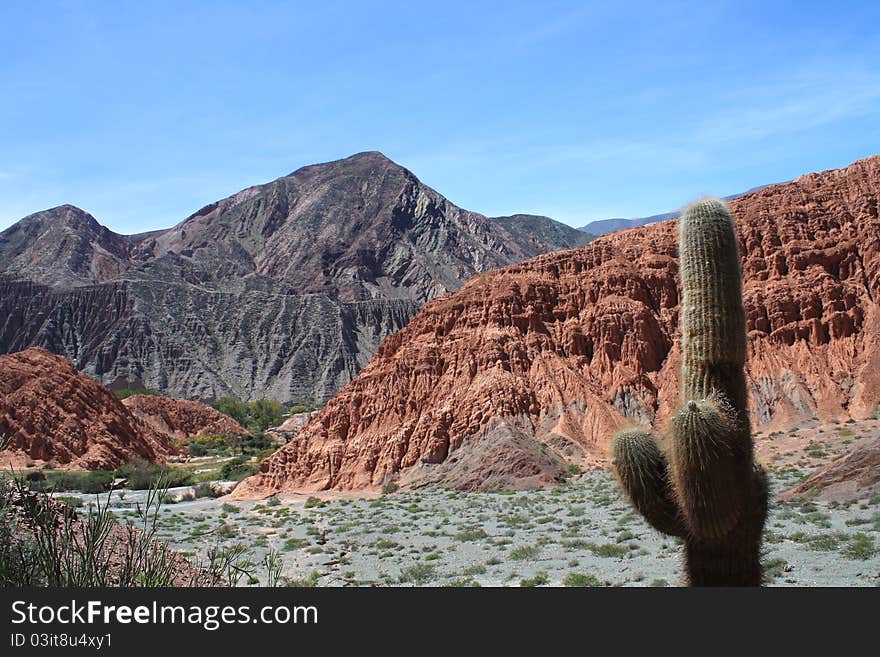 Cactus in Purmamarca mountain range