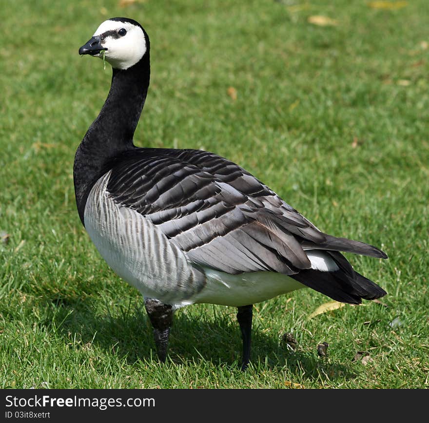 Barnacle Goose