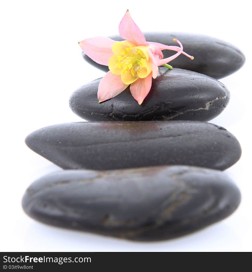 Columbine flower on spa stones on white background. Columbine flower on spa stones on white background