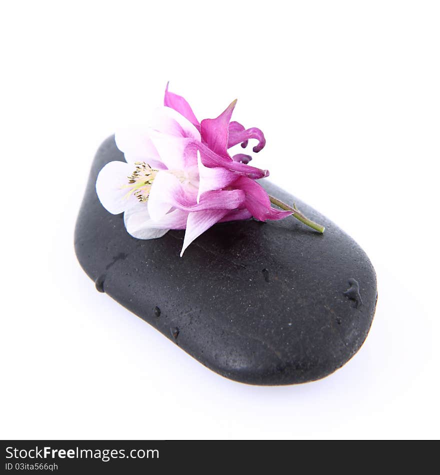 Flower on a Spa Stone