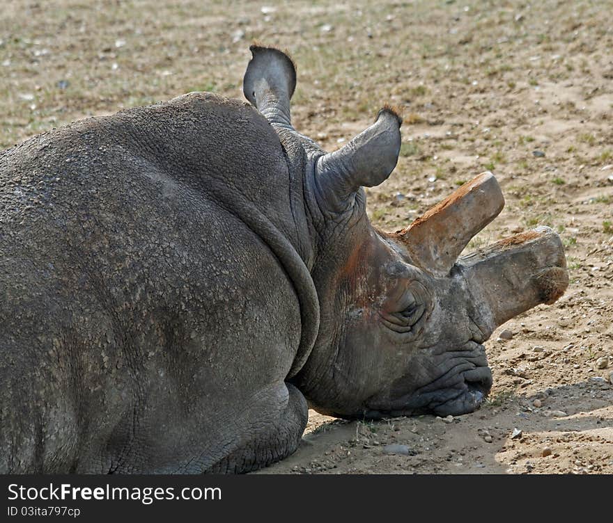 Head shot of Rhinocerous animal. Head shot of Rhinocerous animal