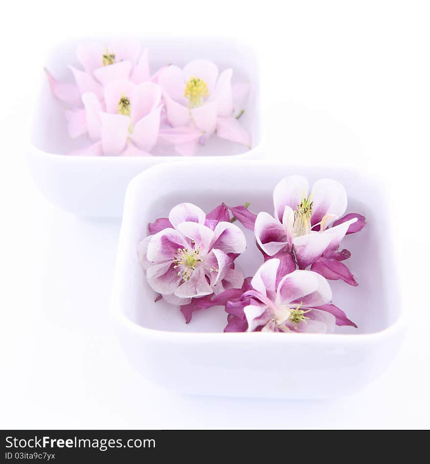 Columbine flowers floating in bowls on white background. Columbine flowers floating in bowls on white background