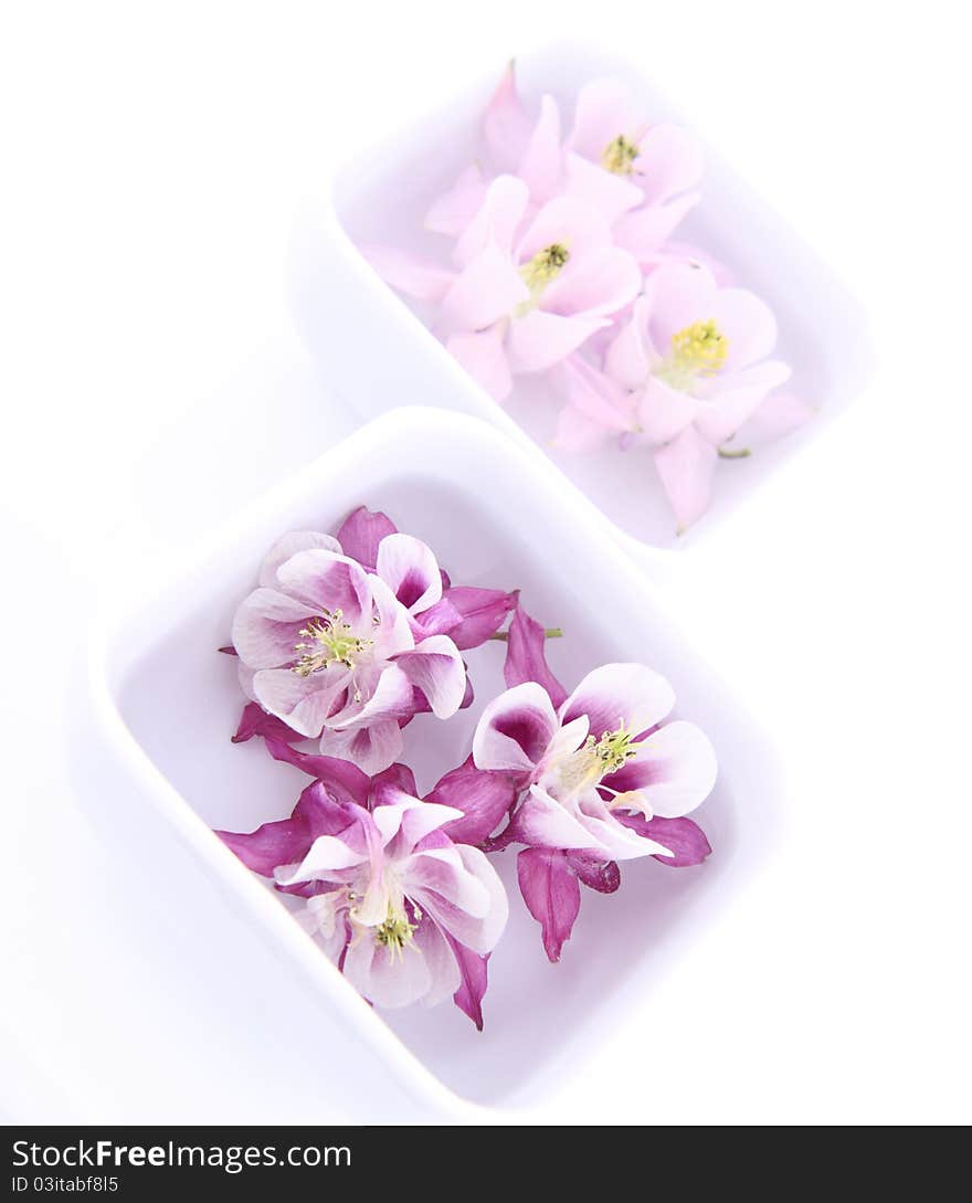 Columbine flowers floating in bowls on white background. Columbine flowers floating in bowls on white background