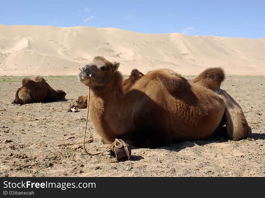 Camel in Mongolia