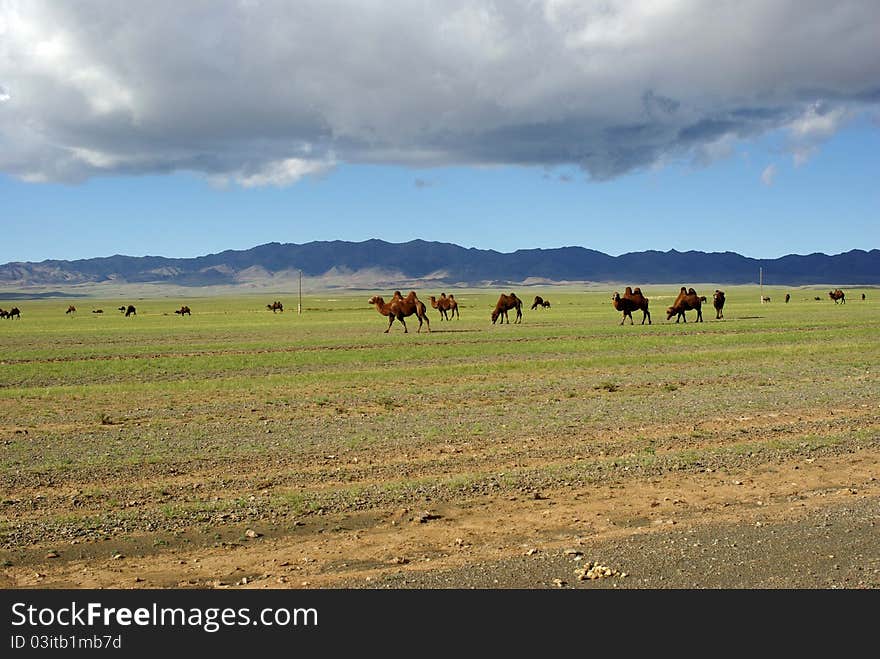 Camels In Mongolia