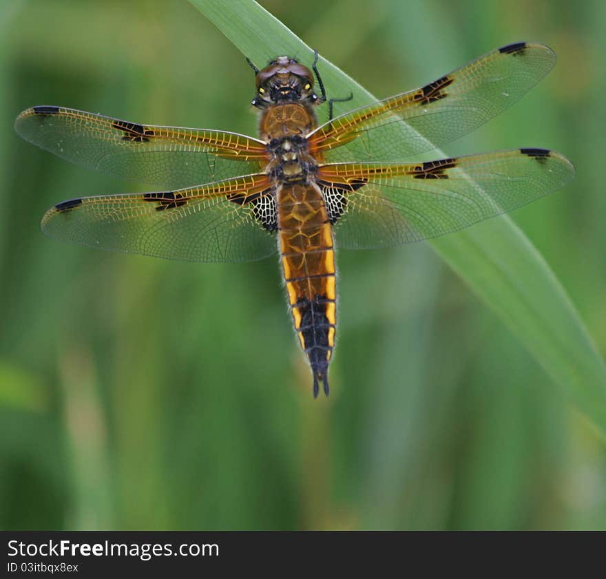 Four-Spotted Chaser Dragonfly 4