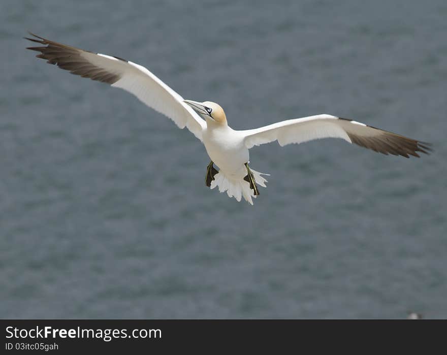 Gannet