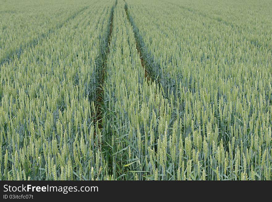 Tracks inside a field of Rye during Summer, soft colours