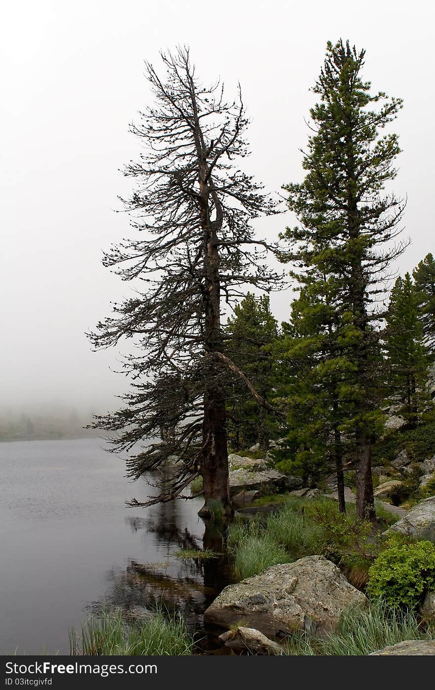 Foggy lake with pines