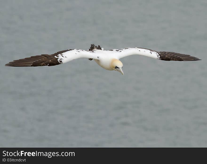 Gannet