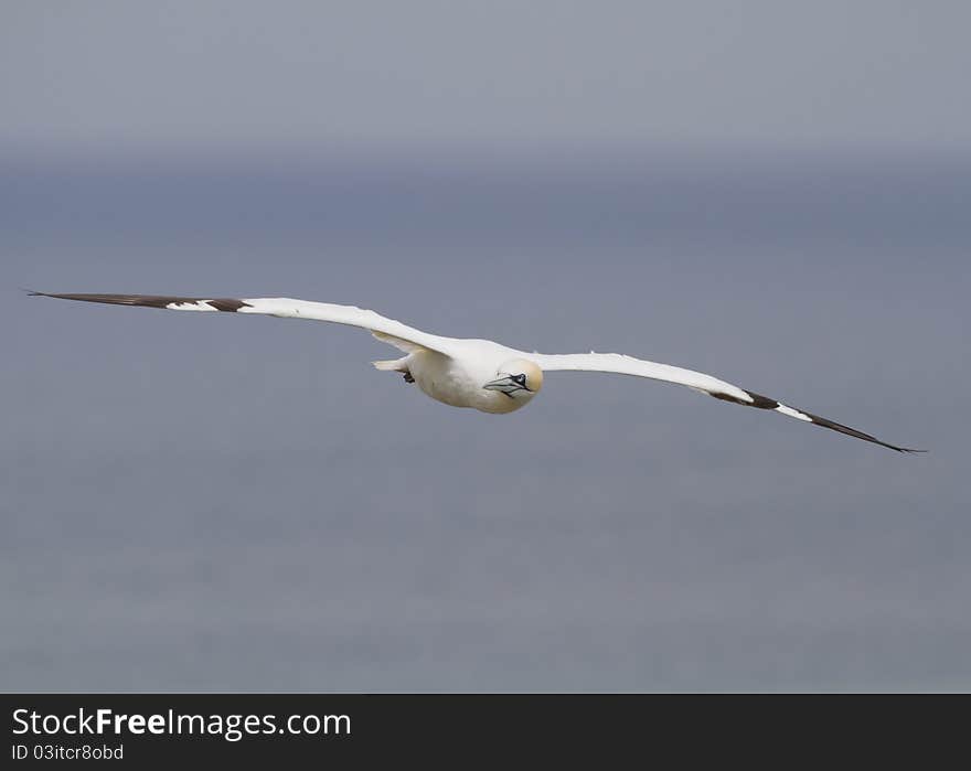 Gannet