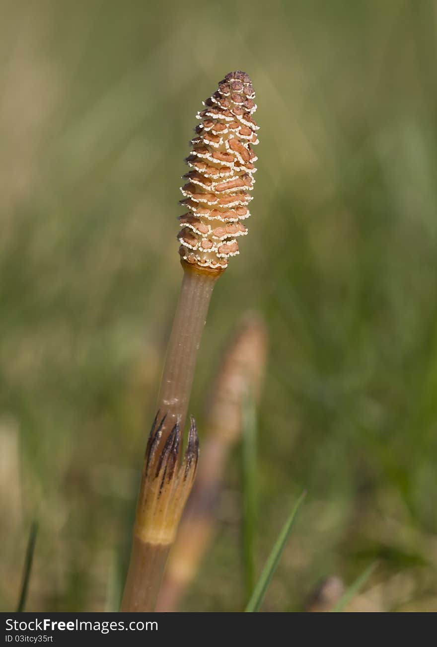 Field Horsetail Flower in the wild closeup