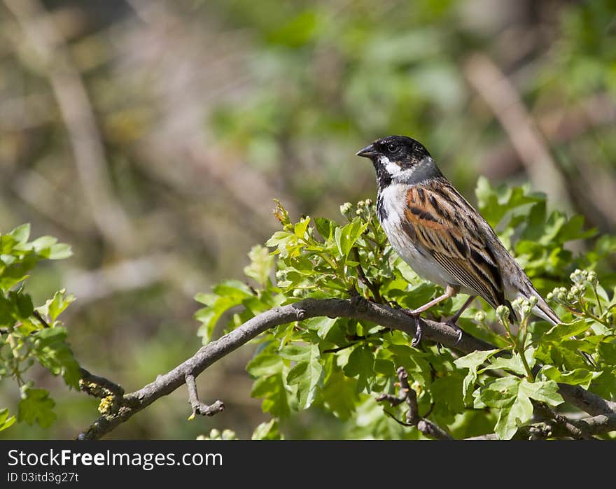 Reed Bunting ( Emberiza schoeniclus )