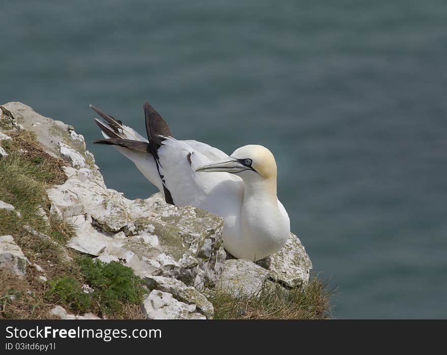 Gannet