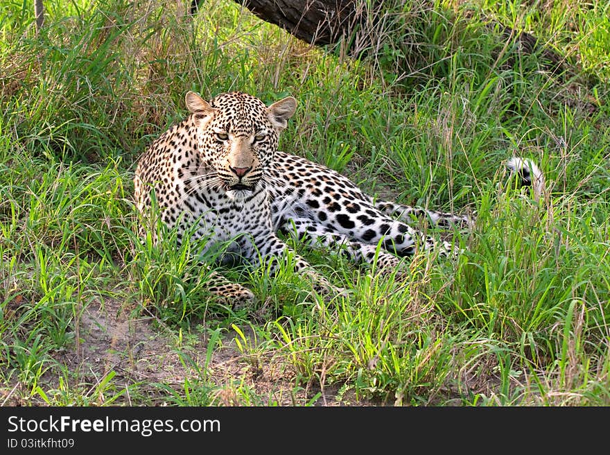 African leopard