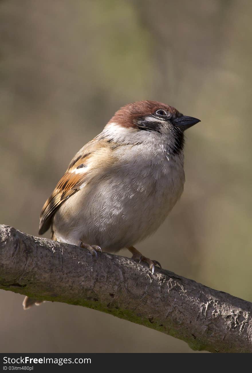 Tree Sparrow ( Passer montanus)