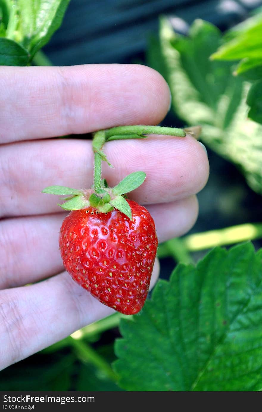 Caucasian White Hand Holding Strawberries. Caucasian White Hand Holding Strawberries