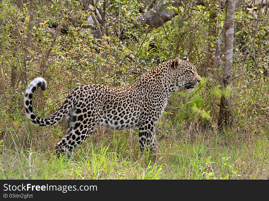 African Leopard