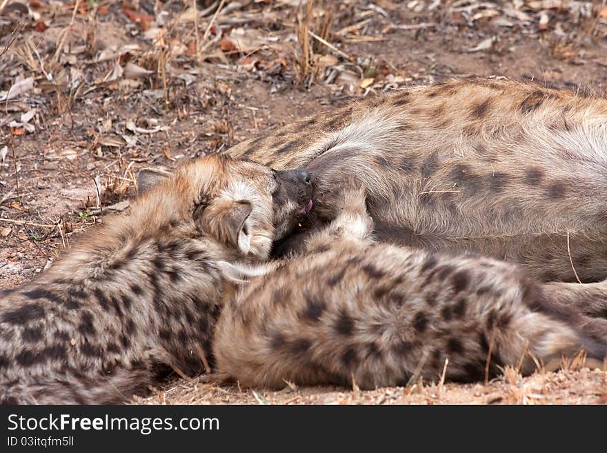 Spotted hyena in Kruger National Park, South Africa, baby suckling. Spotted hyena in Kruger National Park, South Africa, baby suckling