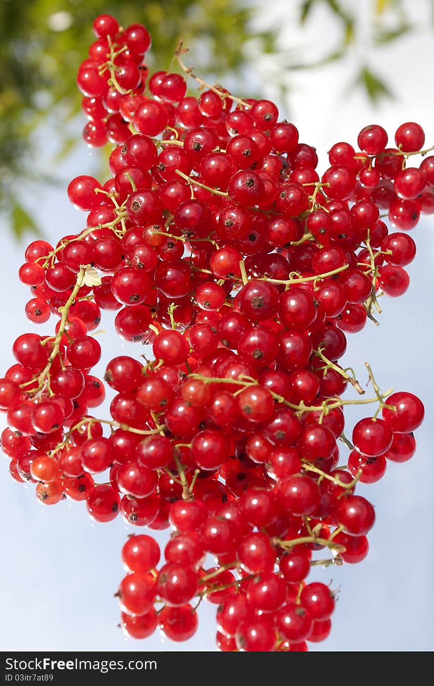 A pile of red currant