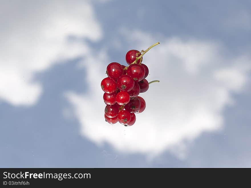 Red Currant Still Life