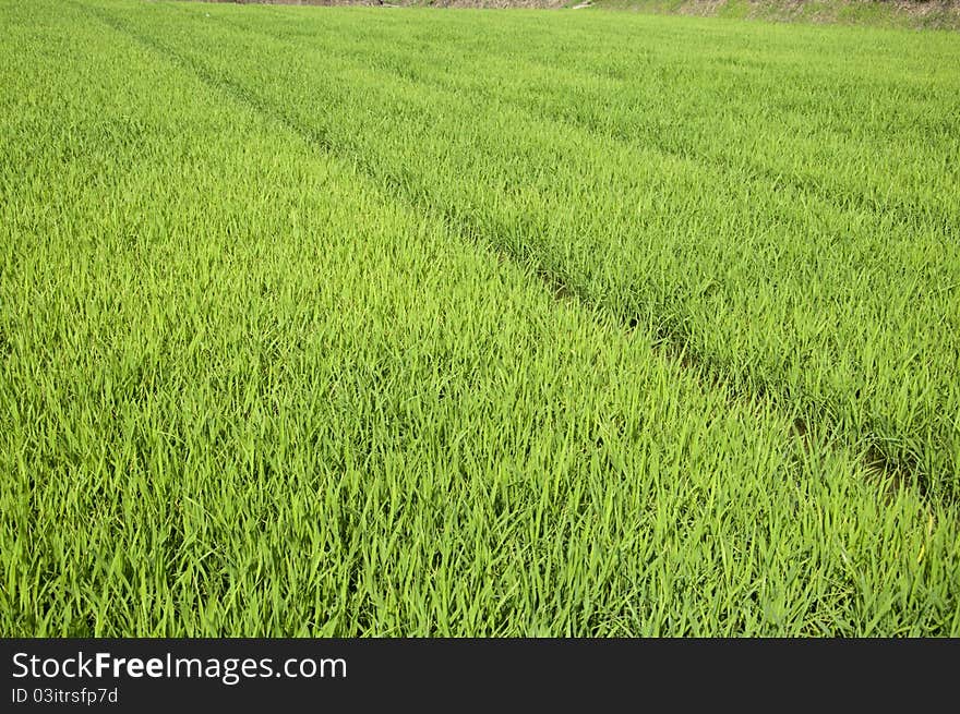 Rice seedlings