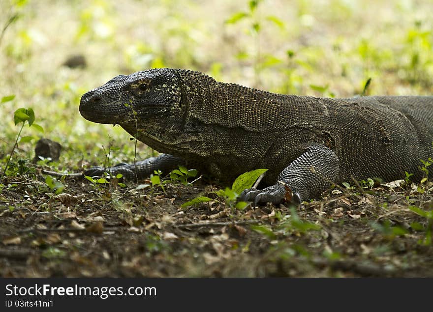 Komodo, or the Dragon from Flores Indonesia. Komodo, or the Dragon from Flores Indonesia