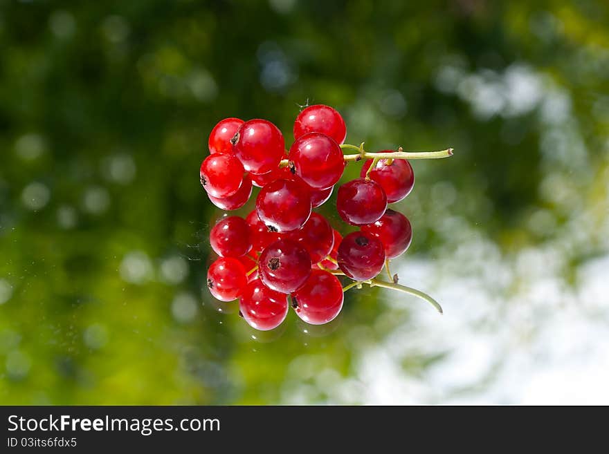 Red currant still life on green backround