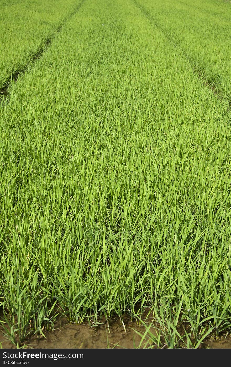 Rice seedlings