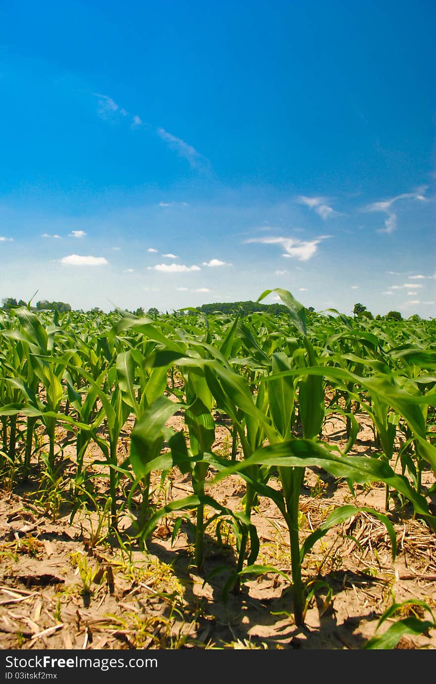 Early Corn