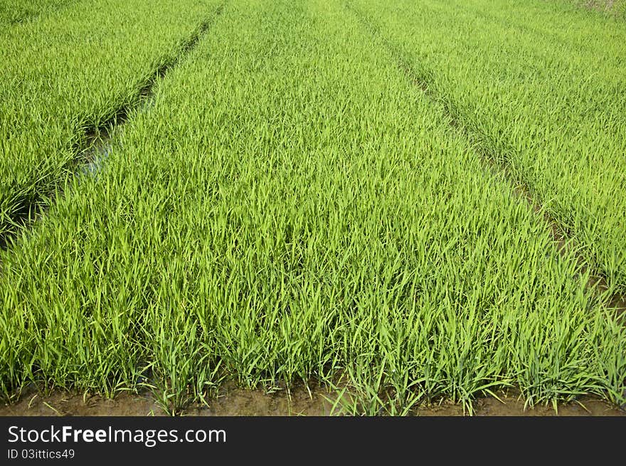 Rice seedlings