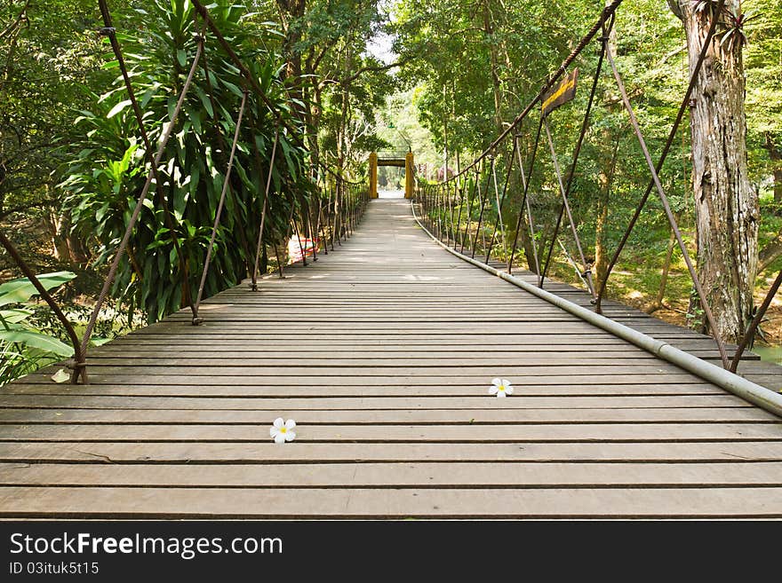 Rope walkway through the treetops