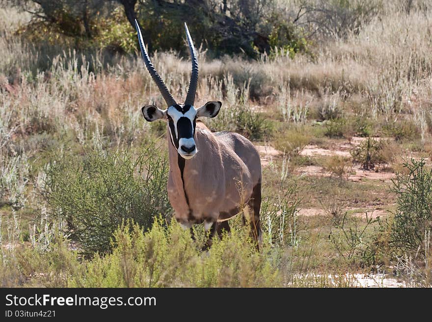 Gemsbok in Kalahari