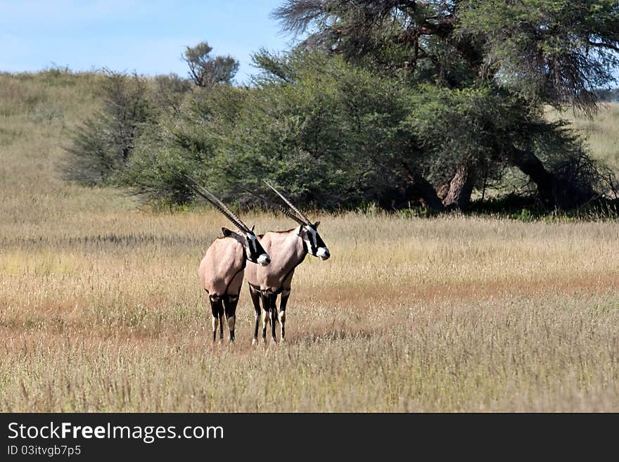 Gemsbok In Kalahari