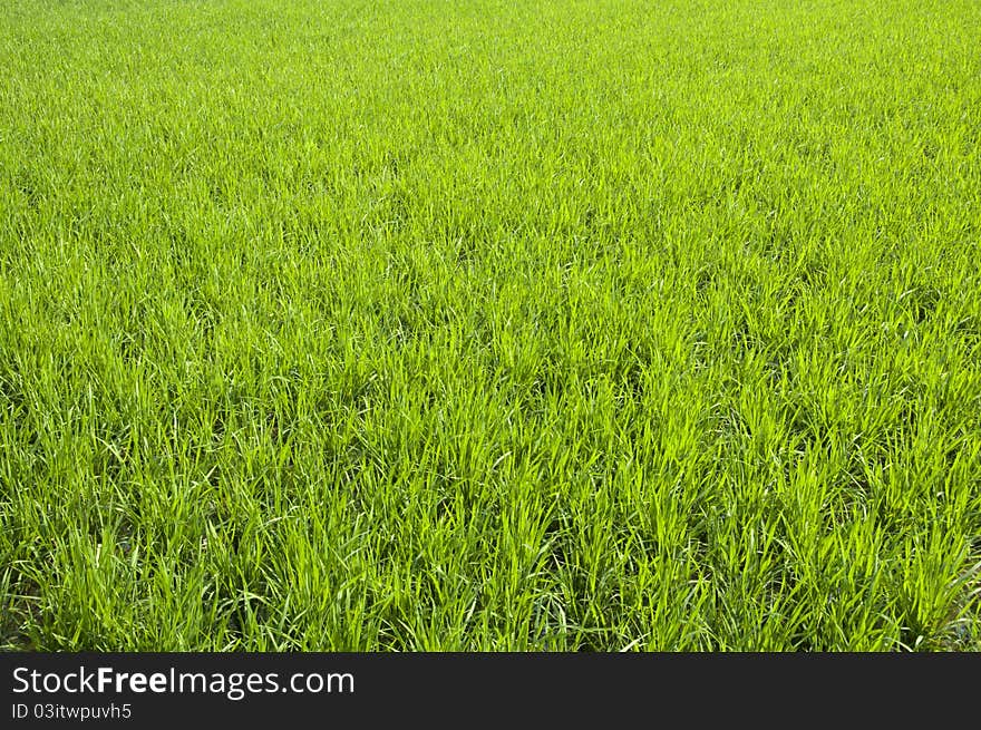 Rice seedlings