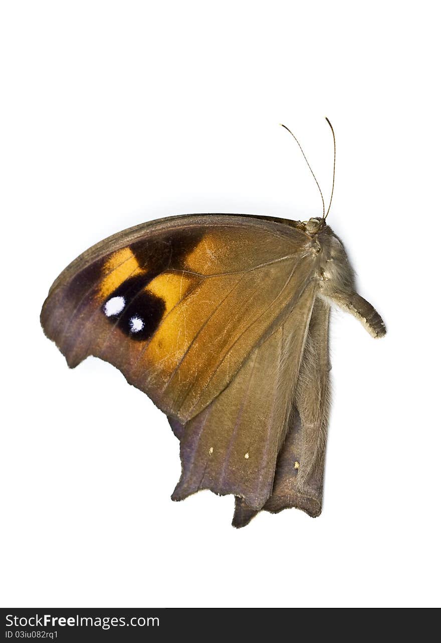 Beautiful Australian butterfly with brown, clack and white colors