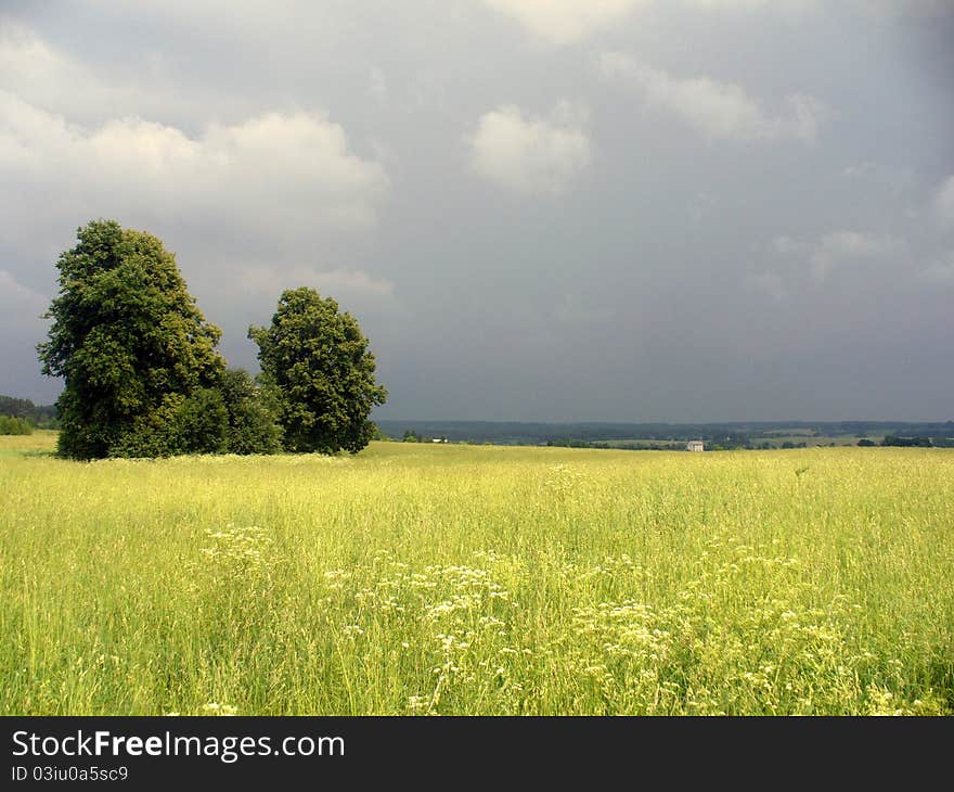 Yellow Field On Summer Day