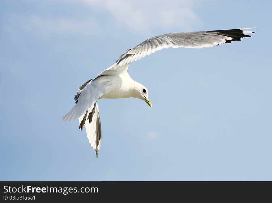 Flying seagull