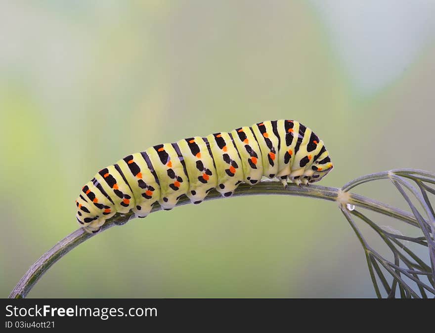 Old World Swallowtail caterpillar on dill