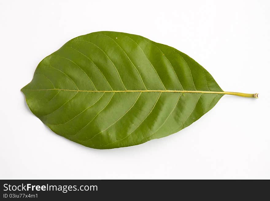 Apple leaf in the isolation