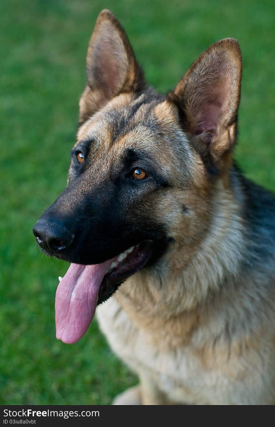 Detail of German shepherd in grass. Detail of German shepherd in grass